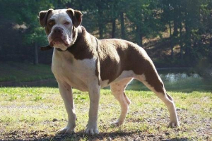 Alapakh buldog pas. Opis, značajke, vrste, njegu i cijenu pasmine